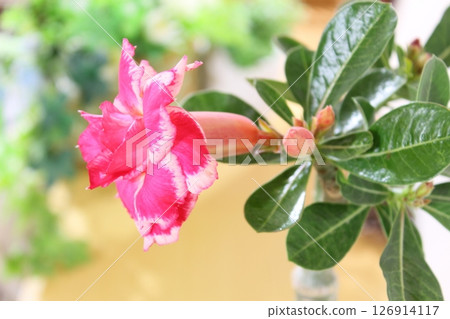 A horizontal composition of Adenium obesum flowers against a natural background, a houseplant. A horizontal composition of Adenium obesum flowers against a natural background, a houseplant. 126914117