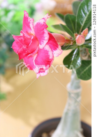 豎幅構圖，特寫展示了沙漠玫瑰（Adenium obesum）的粉紅色花朵。 （塊莖植物） 126914118
