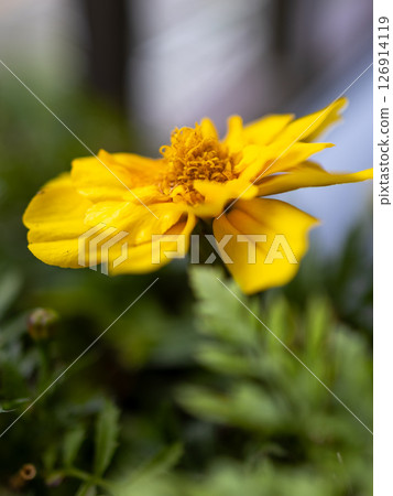 萬壽菊很容易在陽台上種植 126914119