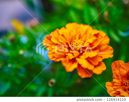 橙色萬壽菊色彩鮮豔、明亮。 126914120
