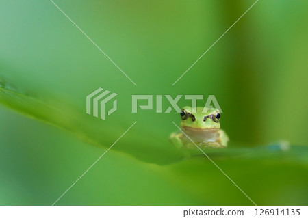 葉子上的一隻可愛的樹蛙，正面圖，綠色背景 126914135
