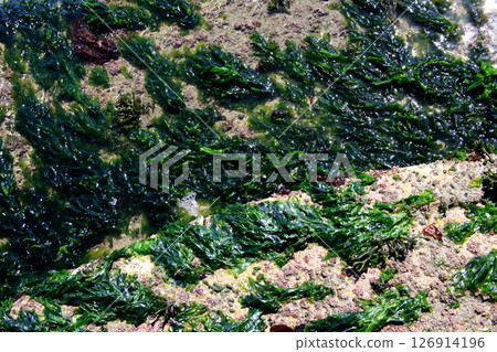 Fukuma Fishing Port Seaside Park, Fukutsu City, Fukuoka Prefecture - Seaweed spreading along the shoreline of the southern embankment Fukuma Fishing Port Seaside Park, Fukutsu City, Fukuoka Prefecture - Seaweed spreading along the shoreline of the southern embankment 126914196