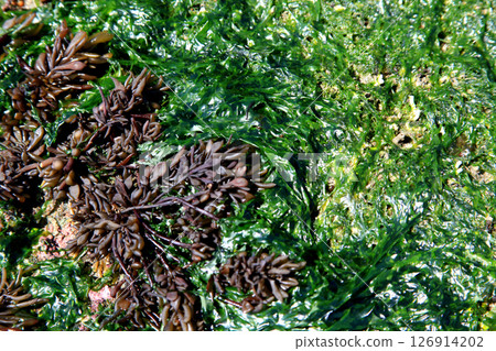 Fukuma Fishing Port Seaside Park, Fukutsu City, Fukuoka Prefecture - Seaweed spreading along the shoreline of the southern embankment 126914202