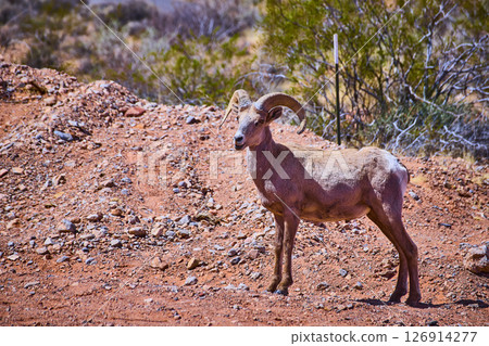 Bighorn Sheep in Nevada Desert Landscape Eye-Level Perspective Bighorn Sheep in Nevada Desert Landscape Eye-Level Perspective 126914277