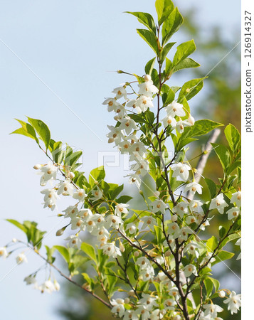 A snowbell bathed in the spring sunshine (blue sky and a branch of a snowbell with flowers and buds) 126914327