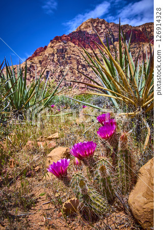 Blooming Magenta Cacti and Desert Wildflowers with Rocky Mountain Low Angle View 126914328