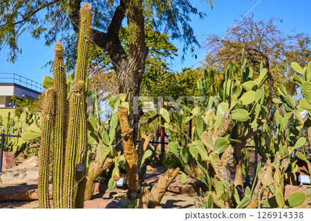 Cacti and Tree in Las Vegas Desert Garden Eye Level View Cacti and Tree in Las Vegas Desert Garden Eye Level View 126914338