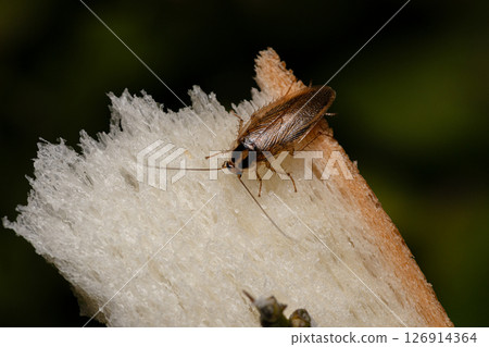 德國蟑螂的庫存照片:一隻蟑螂正在咬陷阱裡的一片麵包 德國蟑螂的庫存照片:一隻蟑螂正在咬陷阱裡的一片麵包 126914364