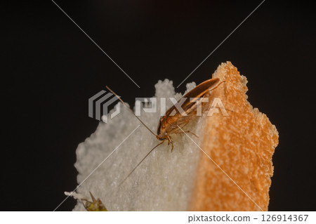 德國蟑螂的庫存照片:一隻蟑螂正在咬陷阱裡的一片麵包 德國蟑螂的庫存照片:一隻蟑螂正在咬陷阱裡的一片麵包 126914367