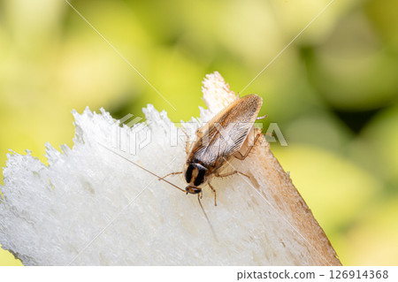 德國蟑螂的庫存照片:一隻蟑螂正在咬陷阱裡的一片麵包 德國蟑螂的庫存照片:一隻蟑螂正在咬陷阱裡的一片麵包 126914368