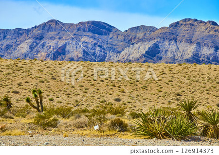 Mojave Desert Wilderness with Joshua Trees and Mountains Eye-Level View 126914373