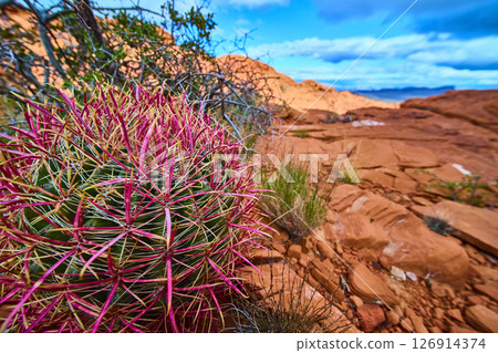 Vibrant Barrel Cactus and Red Rock Canyon Desert Scene Eye Level View 126914374