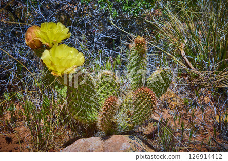 Prickly Pear Cactus with Yellow Flowers and Spines in Desert Close Up Eye Level Prickly Pear Cactus with Yellow Flowers and Spines in Desert Close Up Eye Level 126914412