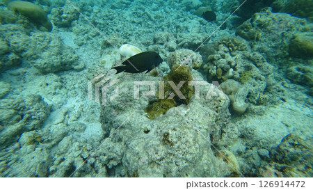 Dusky surgeonfish swimming over coral reef in clear blue water 126914472