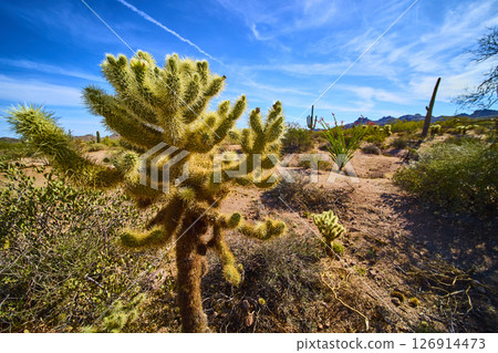 Cholla Cactus and Saguaro in Sonoran Desert Close Up Eye Level View 126914473