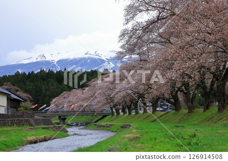 中山河畔公園:櫻花樹和鳥海山 中山河畔公園:櫻花樹和鳥海山 126914508