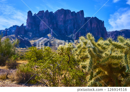 Superstition Mountains and Cholla Cactus Sonoran Desert Wilderness Eye Level View 126914516