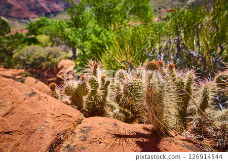 Cacti Cluster and Red Rock in Sunlit Desert Wilderness Eye Level View 126914544