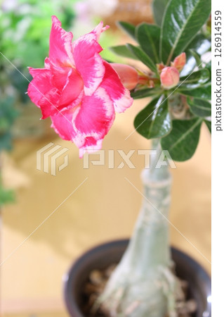 [Tuberous plant, Adenium obesum] Double flowering / Flowering / Potted plant / Apocynaceae / Native to East Africa 126914559