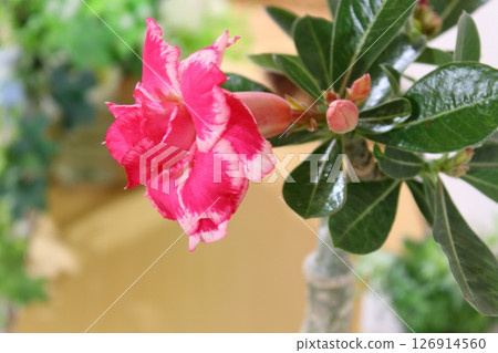 A horizontal composition of an Adenium obesum flower; background material with ample white space; caudiciform plant. A horizontal composition of an Adenium obesum flower; background material with ample white space; caudiciform plant. 126914560