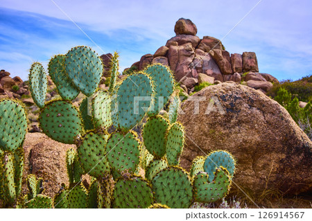 Prickly Pear Cactus and Desert Boulders with Blue Sky Eye Level Perspective 126914567