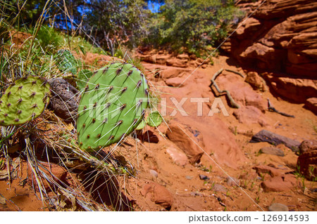 Prickly Pear Cactus Red Sandstone Desert Motion Close Up Perspective Prickly Pear Cactus Red Sandstone Desert Motion Close Up Perspective 126914593