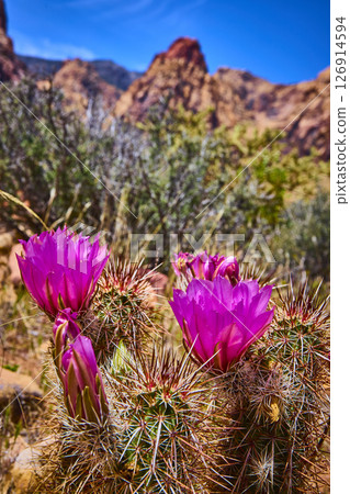 Blooming Hedgehog Cactus Flowers and Red Rock Desert Landscape Eye Level Close Up 126914594