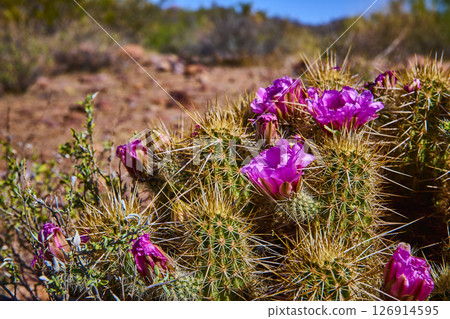 Desert Hedgehog Cactus with Pink Blooms Lost Dutchman State Park Close Up Eye 126914595