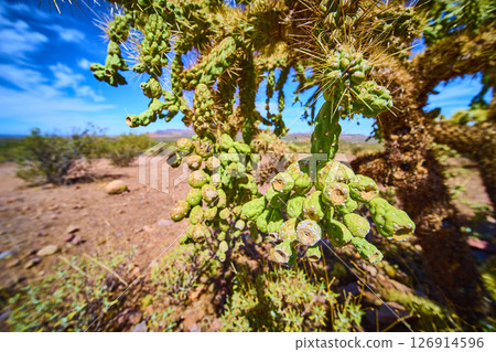 Cholla Cactus Spines and Desert Terrain Southwest Close Up Low Angle Cholla Cactus Spines and Desert Terrain Southwest Close Up Low Angle 126914596