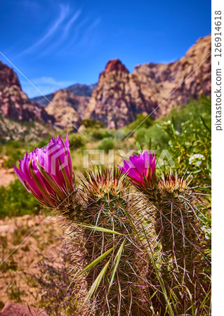 Blooming Desert Cacti with Magenta Flowers and Sandstone Mountains Eye Level View 126914618