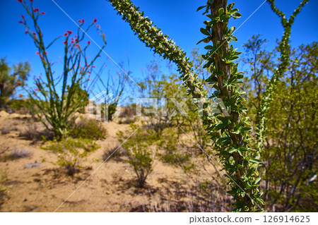 Ocotillo Stem with Red Flowers and Desert Flora Close Up Eye Level View 126914625