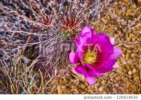 Blooming Desert Cactus with Magenta Flower and Spines Eye Level Close Up Blooming Desert Cactus with Magenta Flower and Spines Eye Level Close Up 126914630