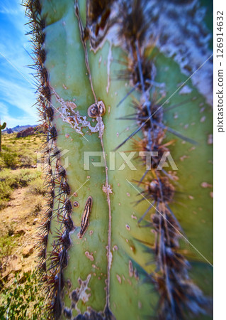 Saguaro Cactus Spines and Weathered Skin Desert Macro Detail Saguaro Cactus Spines and Weathered Skin Desert Macro Detail 126914632