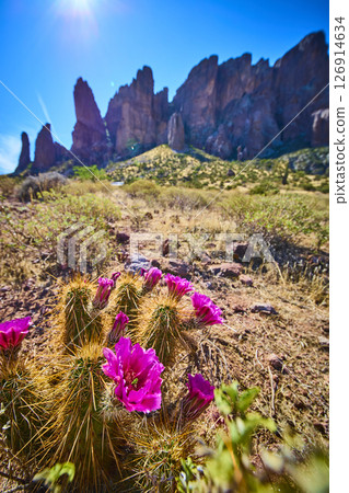 Blooming Cactus and Magenta Flowers with Superstition Mountains Ground Level 126914634