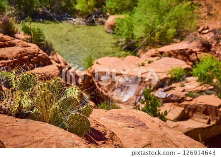 Prickly Pear Cactus and Red Sandstone Overlooking Desert Oasis Eye Level Prickly Pear Cactus and Red Sandstone Overlooking Desert Oasis Eye Level 126914643