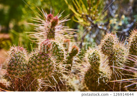 Prickly Desert Cactus Cluster with Buds and Spines Close Up Eye Level View Prickly Desert Cactus Cluster with Buds and Spines Close Up Eye Level View 126914644