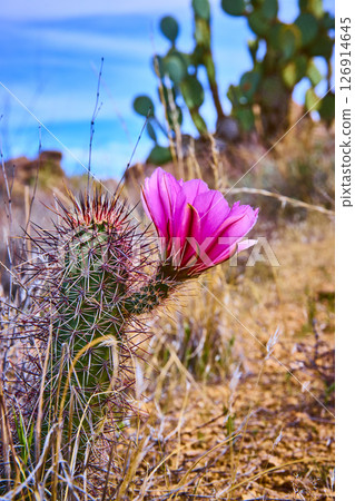 Blooming Cactus Flower and Spines in Desert Landscape Eye Level Perspective Blooming Cactus Flower and Spines in Desert Landscape Eye Level Perspective 126914645