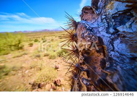 Cactus Trunk Spines and Rugged Desert Texture Close Up Perspective 126914646