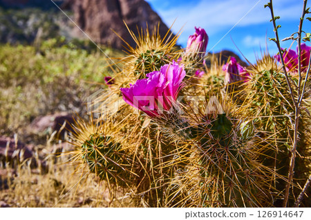 Blooming Hedgehog Cactus Magenta Flowers and Golden Spines Eye Level Close Up 126914647