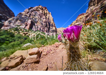 Magenta Cactus Flower Red Rock Canyon Cliffs Low Eye Level Perspective 126914664