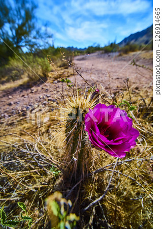 Vibrant Magenta Cactus Flower Blooming in Desert Close Up Eye Level Perspective Vibrant Magenta Cactus Flower Blooming in Desert Close Up Eye Level Perspective 126914665