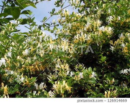 Honeysuckle (white and yellow flowers) growing on a hedge 126914669