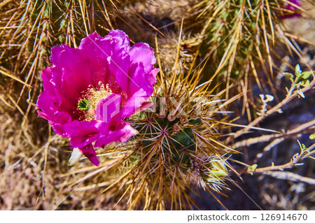 Magenta Cactus Flower and Golden Spines with Sunlit Detail Close Up 126914670