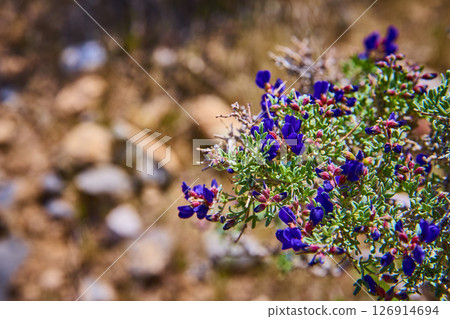 Texas Bluebonnet Wildflowers and Desert Cactus in Sunlight Close Up Eye Level 126914694