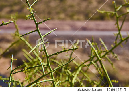 Desert Thorny Plant Survival Texture Close Up at Eye Level Desert Thorny Plant Survival Texture Close Up at Eye Level 126914745
