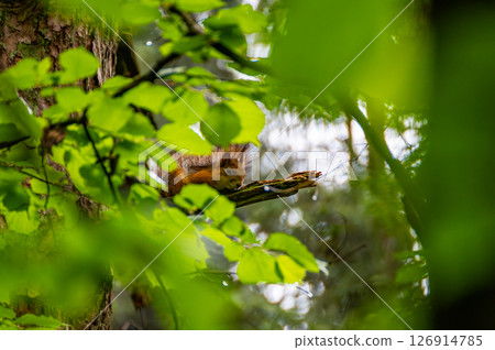 A red squirrel in the forest. Squirrel Appreciation Day A red squirrel in the forest. Squirrel Appreciation Day 126914785
