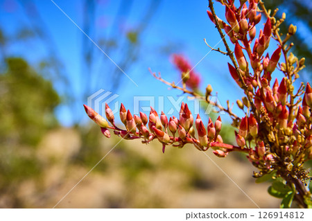 Ocotillo Desert Flower Buds with Blue Sky Eye Level Close Up 126914812