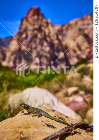 Desert Lizard Basking on Rock with Red Sandstone Peak Eye Level View Desert Lizard Basking on Rock with Red Sandstone Peak Eye Level View 126914887