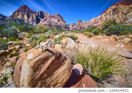 Desert Lizard Sunbathing Among Red Rock Canyon Cliffs Low Ground Perspective 126914931