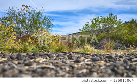 Yellow Desert Wildflowers and Rocky Terrain with Shrubs Ground Level Perspective Yellow Desert Wildflowers and Rocky Terrain with Shrubs Ground Level Perspective 126915064